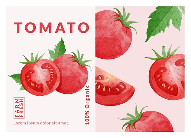 Modèles de conception d'emballages de tomates, illustration vectorielle de style aquarelle.