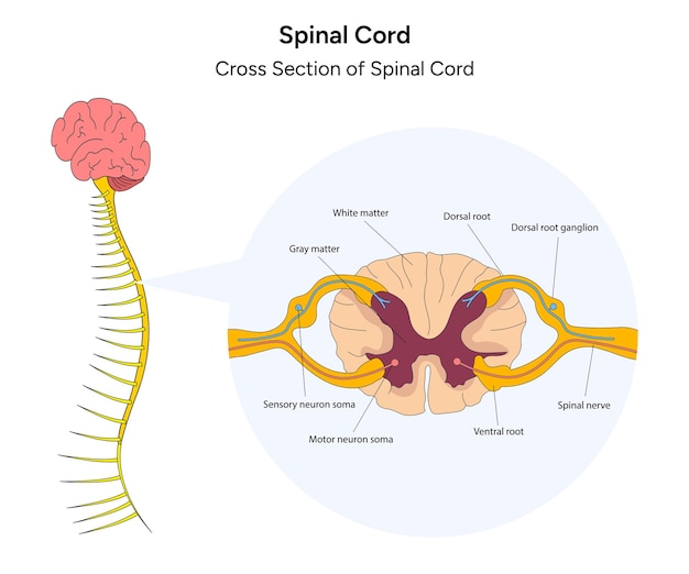 Moelle épinière et section transversale de l'illustration médicale de la croix vertébrale en vecteur