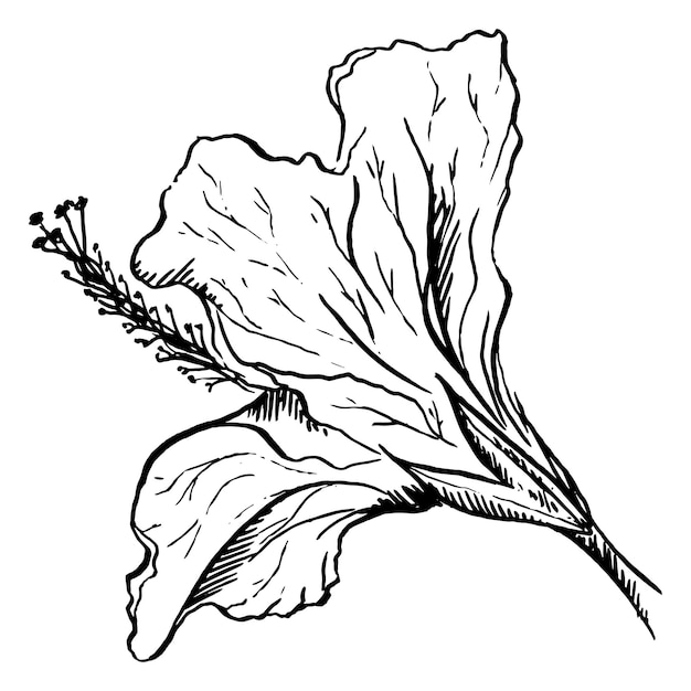 Monochrome Hibiscus Fleur Plante Ligne Art Vecteur