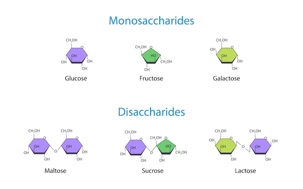 Vecteur monosaccharides et disaccharides illustration vectorielle scientifique