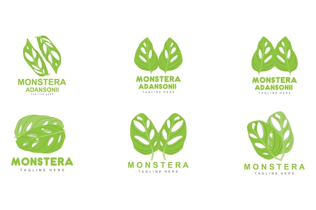 Monstera Adansonii Feuille Logo Plante Verte Vecteur Arbre Vecteur Feuille Rare Illustration