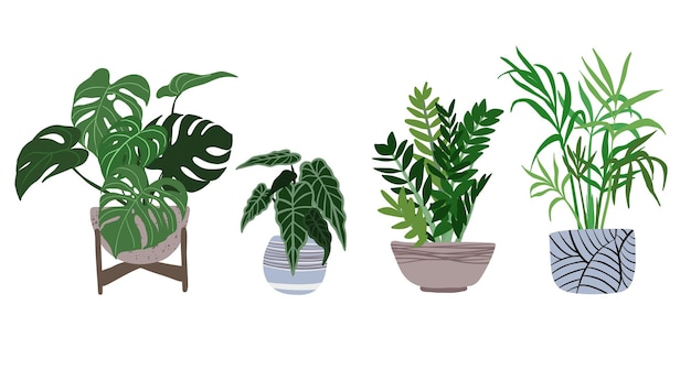 Vecteur monstera, alocasia, zamioculcas, chamedorea en pots, illustration plate dessinée à la main à la mode, conception de la jungle urbaine, plantes tropicales.