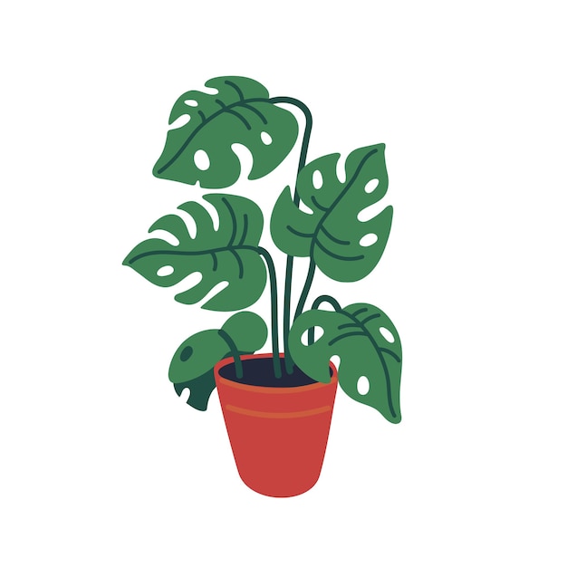 Monstera Dans Le Pot