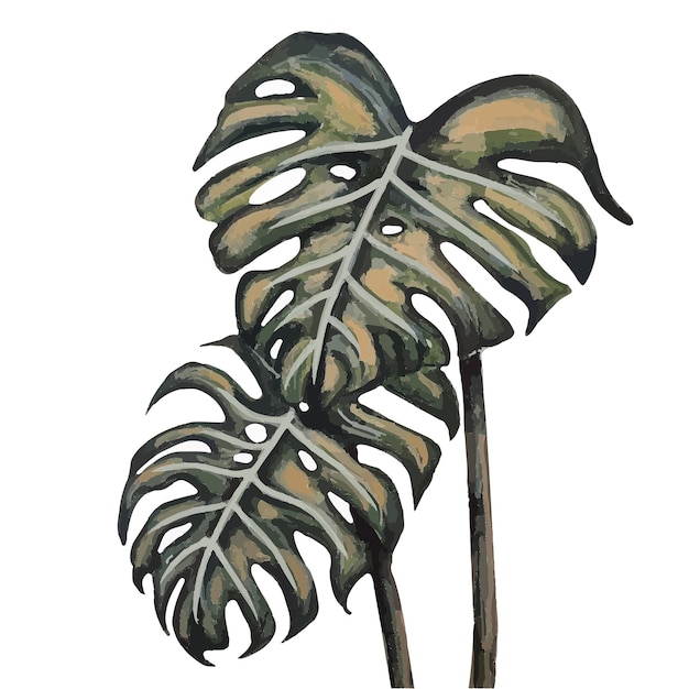 Vecteur monstera dessin aquarelle