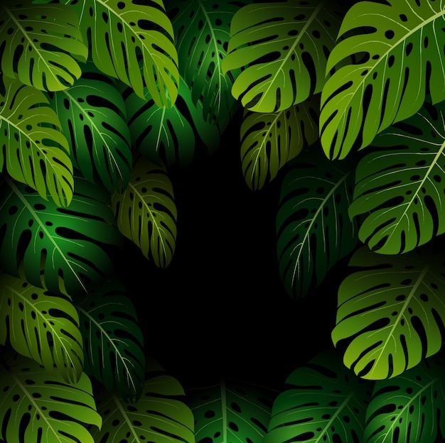 Monstera Exotique Laisse Sur Fond Sombre