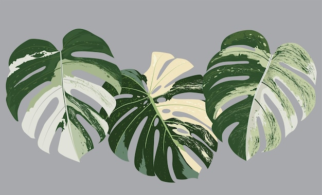 Monstera a feuilles tachetées sur fond gris illustration dessinée à la main pour la conception