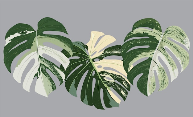 Monstera A Feuilles Tachetées Sur Fond Gris Illustration Dessinée à La Main Pour La Conception