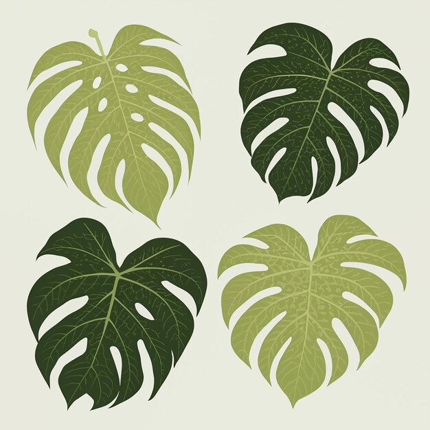 Monstera laisse une illustration de l'ensemble vectoriel