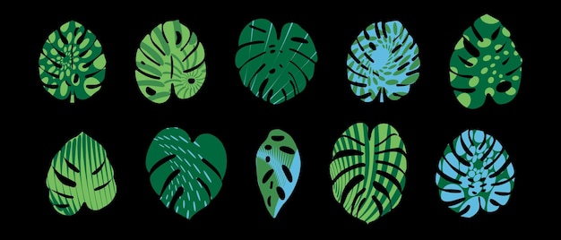 Monstera laisse un modèle