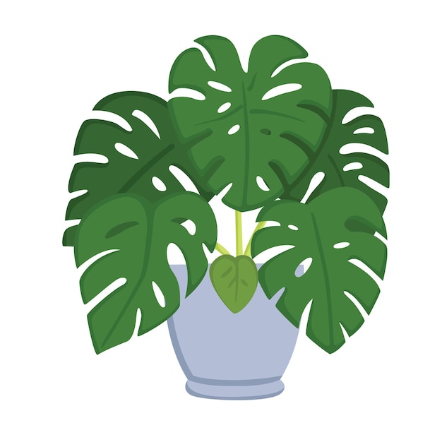 Vecteur monstera maison plantes intérieur illustration vecteur clipart