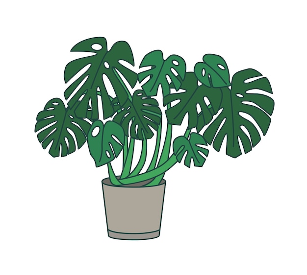 Monstera poussant en pot.