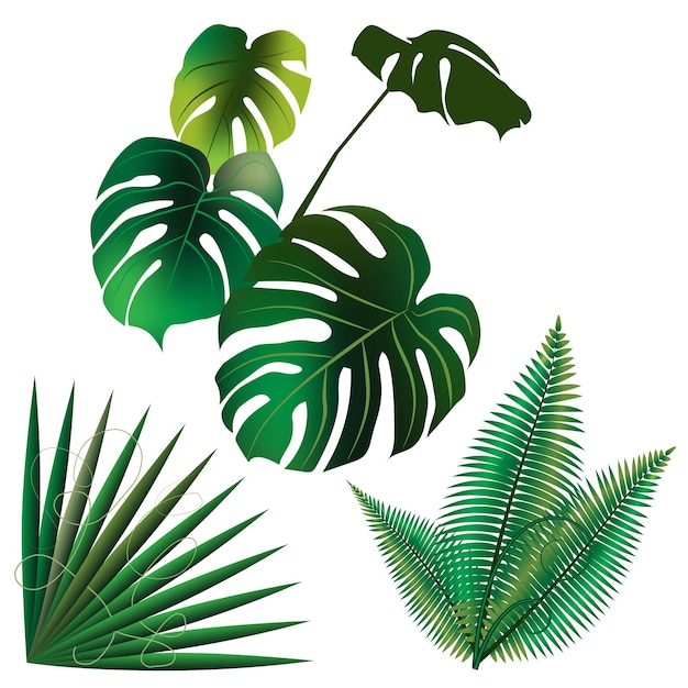 Vecteur monstera