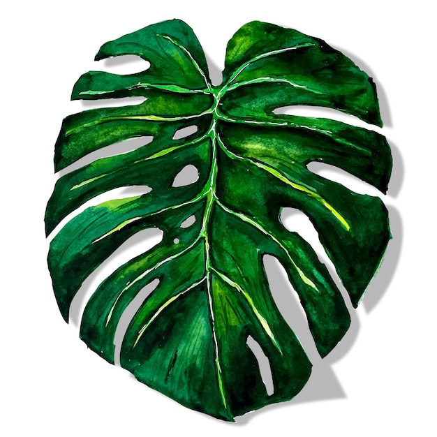 monstera