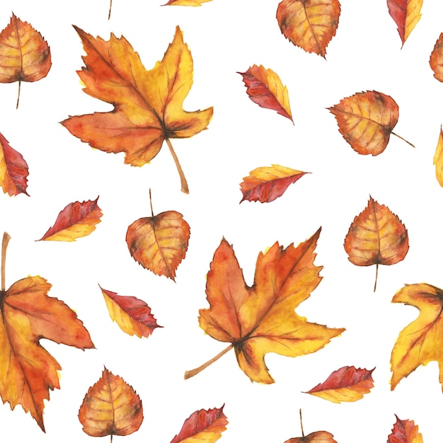 Motif aquarelle Mapleleaf sur fond blanc Beauté d'automne