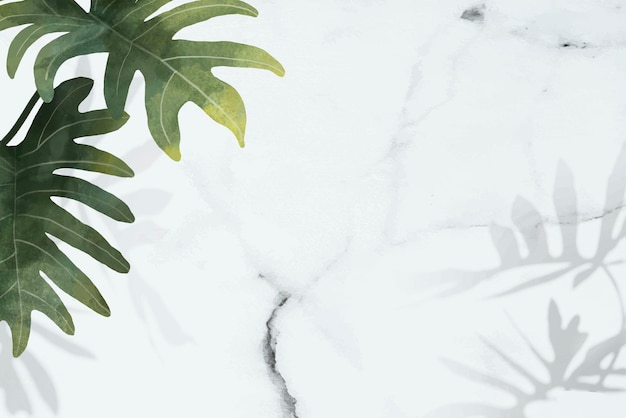 Motif de feuilles de Philodendron radiatum sur fond de marbre blanc vecteur