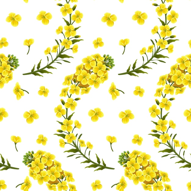 Motif fleurs de colza, canola. Brassica napus.