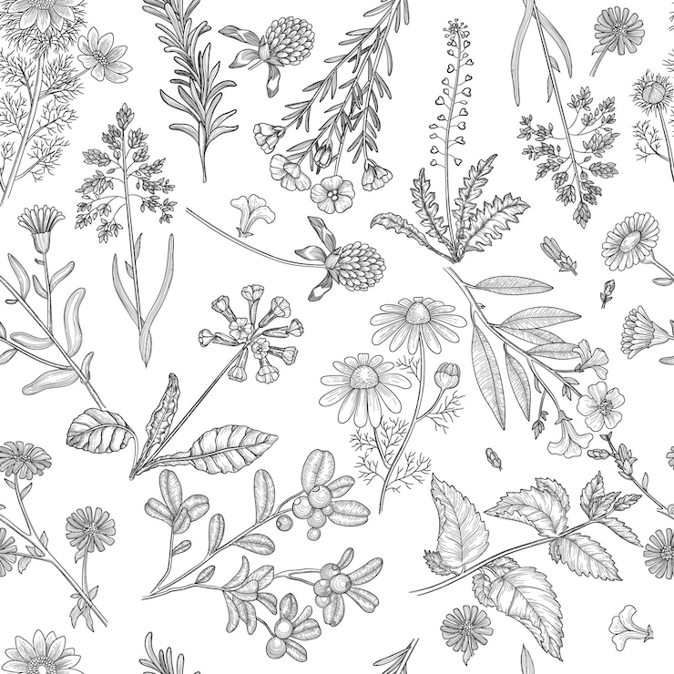 Vecteur motif d'herbes. plantes médicales fleurs et herbes nature extraits fond transparent