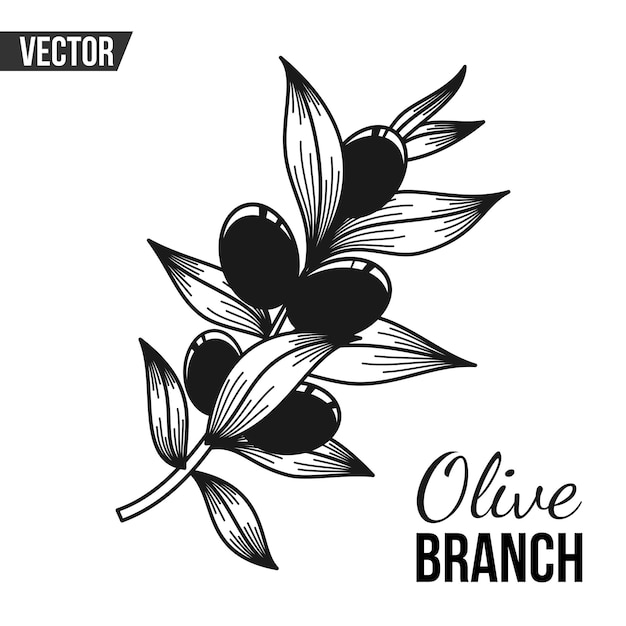 MOTIF VECTEUR AVEC BRANCHE D'OLIVE