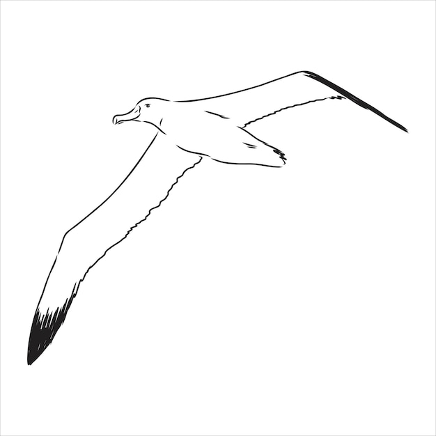 Mouette Albatros Oiseau En Vol Avec Ailes Ouvertes Croquis Graphiques Vectoriels Noir Et Blanc Dessin Albatros Oiseau Vecteur Croquis