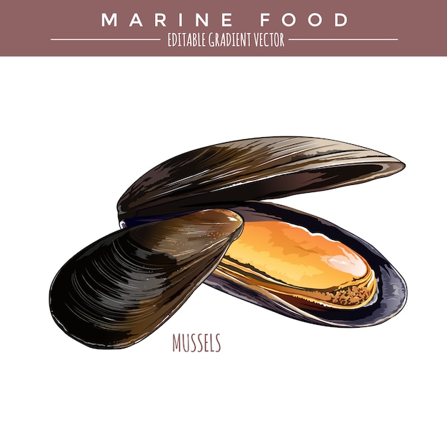 Vecteur moules. marine food