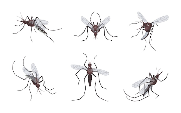 Vecteur les moustiques volent et piquent les genoux s'éclate l'épidémie de dengue chez les animaux insecticide répulsif contre les mouches suceuses les insectes avec des piqûres et des ailes les insectes suceurs de sang set vector illustration soignée