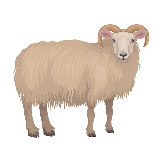 Vecteur mouton mâle du dorset isolé sur un fond blanc vue latérale animal de ferme mignon bélier avec manteau de laine beige et cornes incurvées créature de mammifère domestique illustration vectorielle plate détaillée colorée