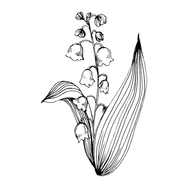 Vecteur muguet dessinant à la main le logo ou le tatouage floral de maylily