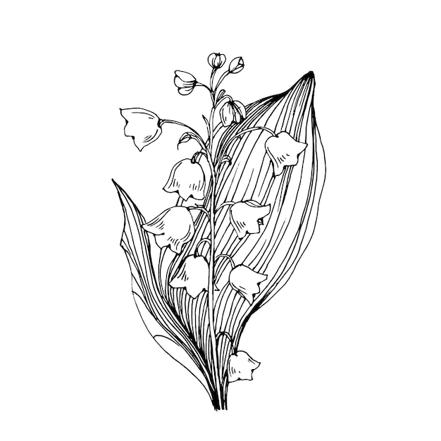 Vecteur muguet dessinant à la main le logo ou le tatouage floral de maylily