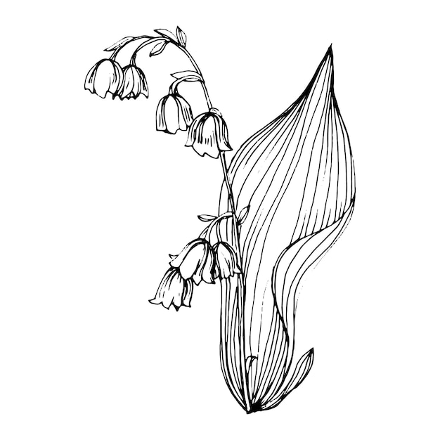 Vecteur muguet dessinant à la main le logo ou le tatouage floral de maylily