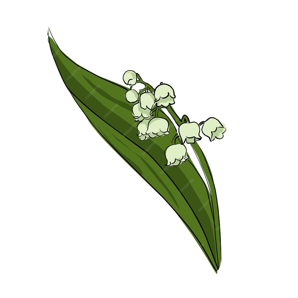 Muguet Grandes Feuilles Vertes Et Petites Jaunes Croquis De Dessin