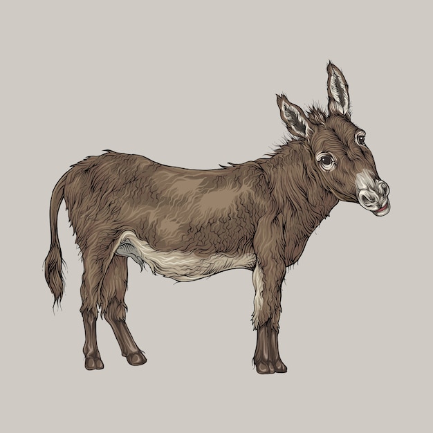 mule
