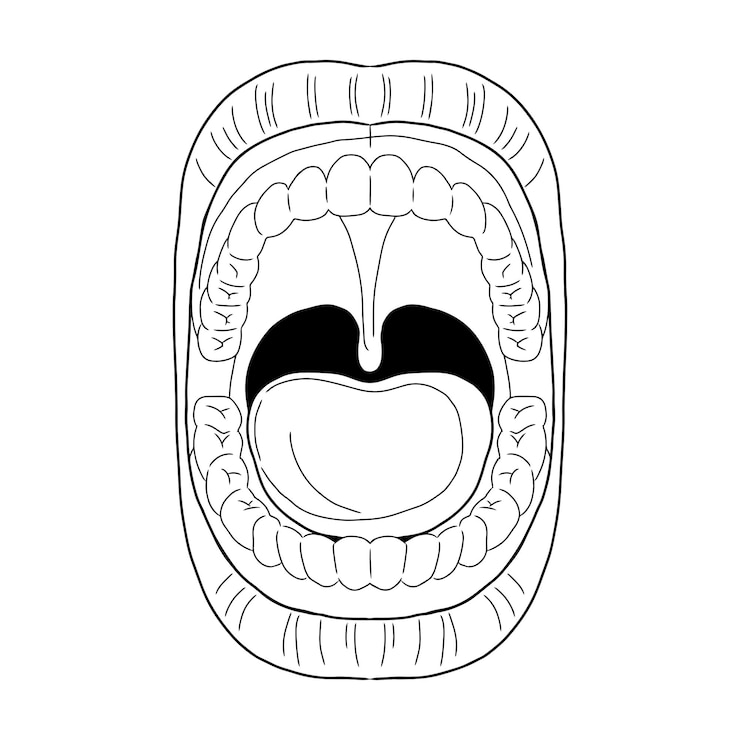 Vecteur le mulut 2
