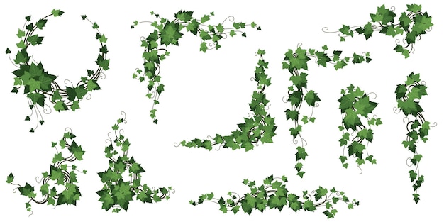 Mur de plantes Liane verte Bord de végétation de lierre Arbre à feuilles en plein air Design de croissance Jungle florale ornée Corner botanique Creeper avec feuilles Vector cadre de feuillage décoratif