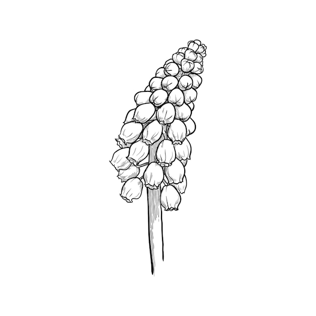 Muscari isolé sur fond blanc. Illustration vectorielle dessinés à la main