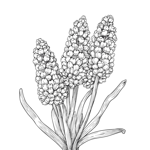 Vecteur muscari