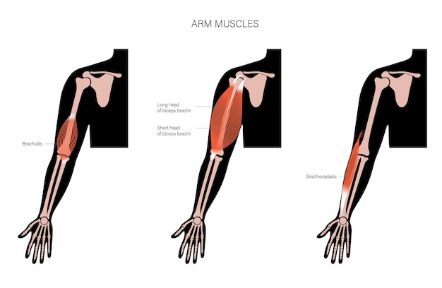 Muscles Du Bras Humain