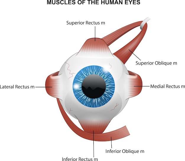 Muscles Des Yeux Humains