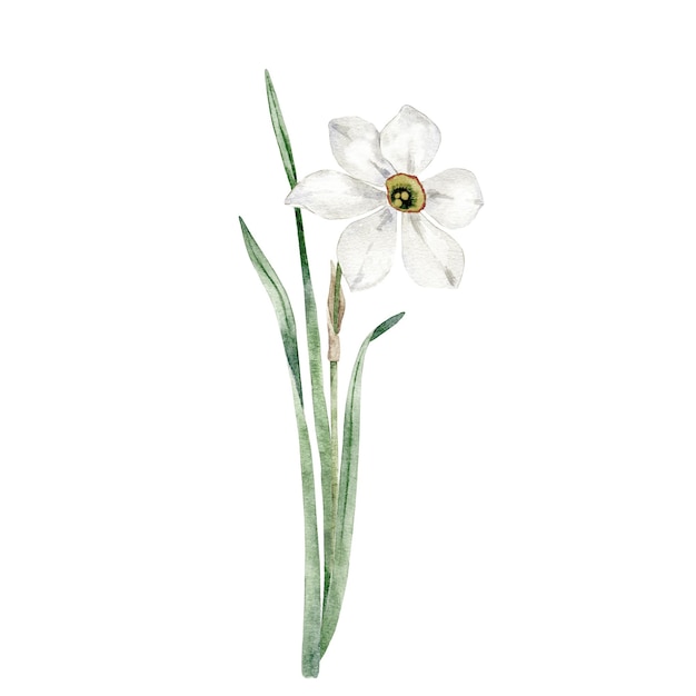 Narcisse blanc aquarelle