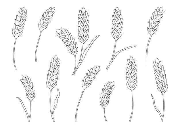 La Nature De L'oreille De Grain De Blé A Défini Une Ligne Continue. Croquis Linéaire De Blé Orge Riz Maïs Avoine Oreille Grain