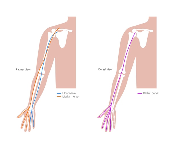 Vecteur nerfs de la main et du poignet schéma des nerfs médian et radien ulnares