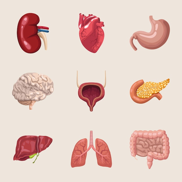 neuf organes humains réalistes