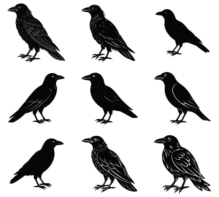 Vecteur neuf silhouettes de corbeau noir