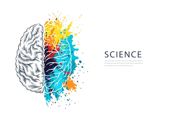 Vecteur neurologie et anatomie étude de la structure de l'esprit logique et créatif