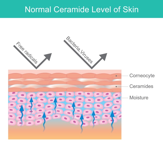 Niveau De Peau Crémeux Normal. Illustration Des Couches De Peau Humaine Expliquez Le Glucosylcéramide Et L'humidité Au Niveau Normal De La Peau.