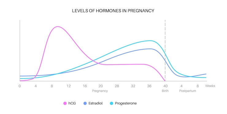 Vecteur niveaux d'hormones dans l'infographie de la grossesse hcg estradiol et progestérone dans le corps de la femme tableau des hormones féminines des premières semaines à l'accouchement et illustration vectorielle médicale post-partum