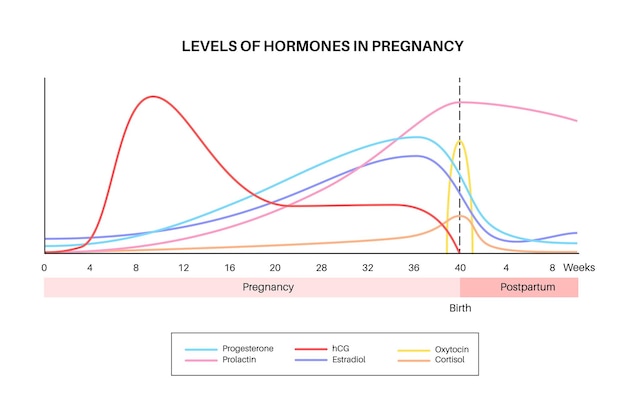 Niveaux D'hormones Pendant La Grossesse Hcg Prolactine Cortisol Estradiol Progestérone Et Ocytocine Dans Le Corps De La Femme Les Hormones Féminines Changent Depuis Les Premières Semaines Jusqu'à La Naissance Et Le Vecteur Post-partum