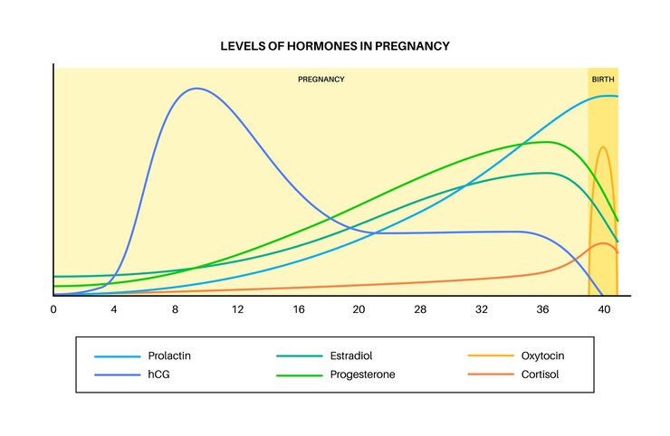 Vecteur niveaux d'hormones pendant la grossesse hcg prolactine cortisol estradiol progestérone et ocytocine dans le corps de la femme les hormones féminines changent depuis les premières semaines jusqu'à la naissance et le vecteur post-partum