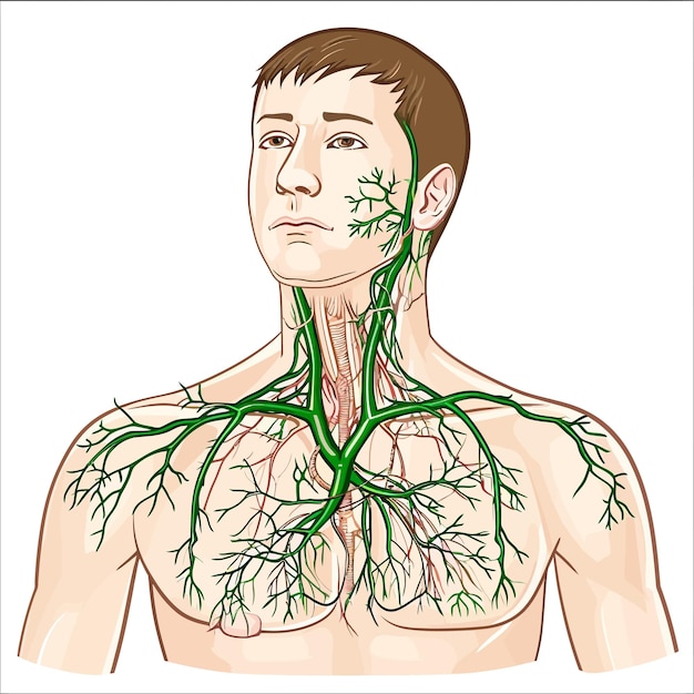 Vecteur noeuds_lymphiques_thoraciques_et_médiastinaux