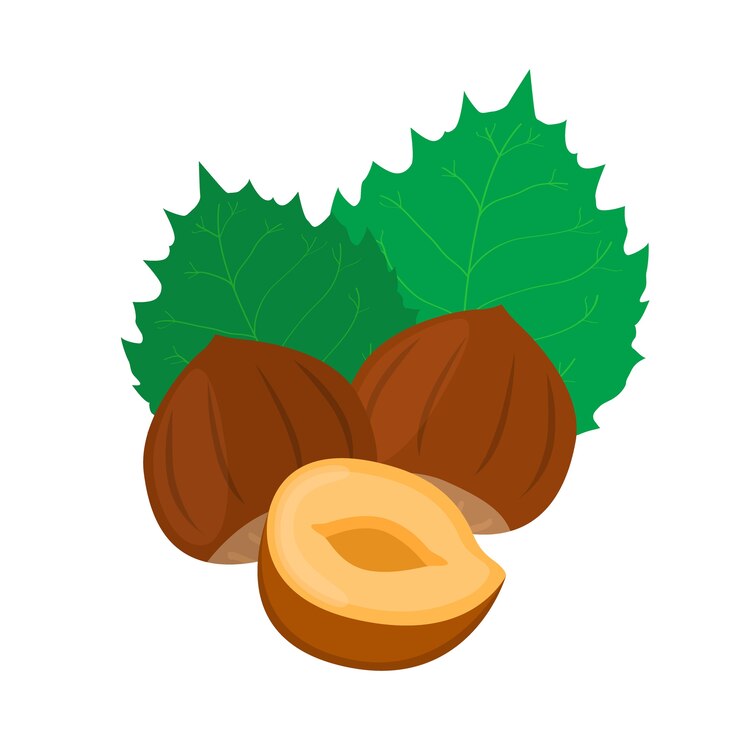 Noisette. Écrou naturel de la forêt de dessin animé