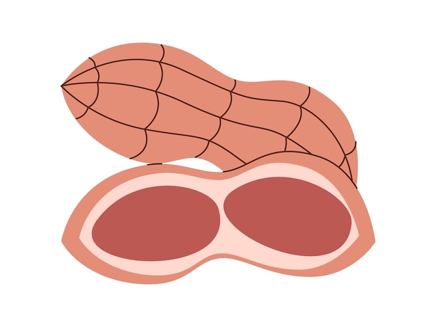 Vecteur noix d'arachide avec coquille ouverte collation sèche goût salé nutrition saine graines biologiques naturelles nourriture végétarienne
